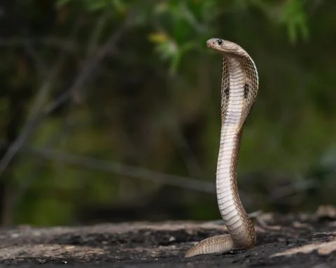 a wildlife photography of an indian cobra